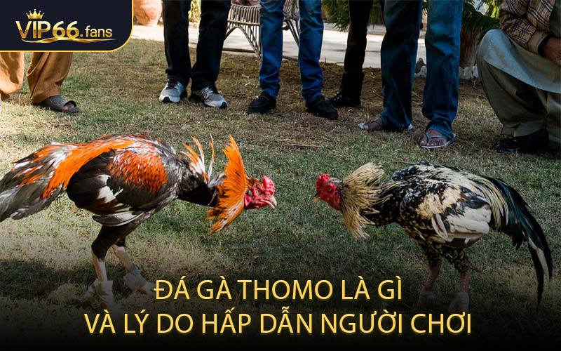 Đá gà Thomo là gì và lý do hấp dẫn người chơi