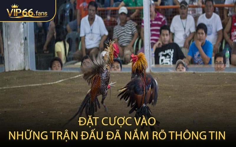 Đặt cược vào những trận đấu đã nắm rõ thông tin