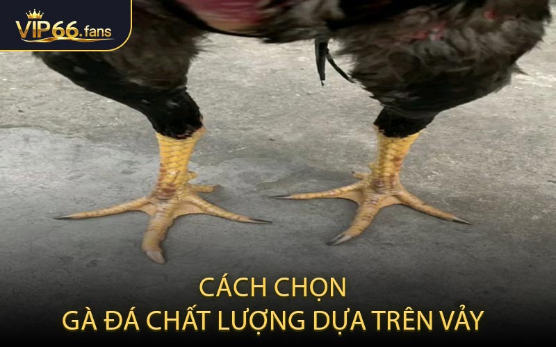 Cách chọn gà đá chất lượng dựa trên vảy