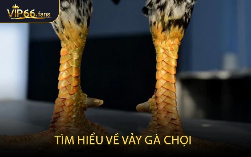 Tìm hiểu về vảy gà chọi
